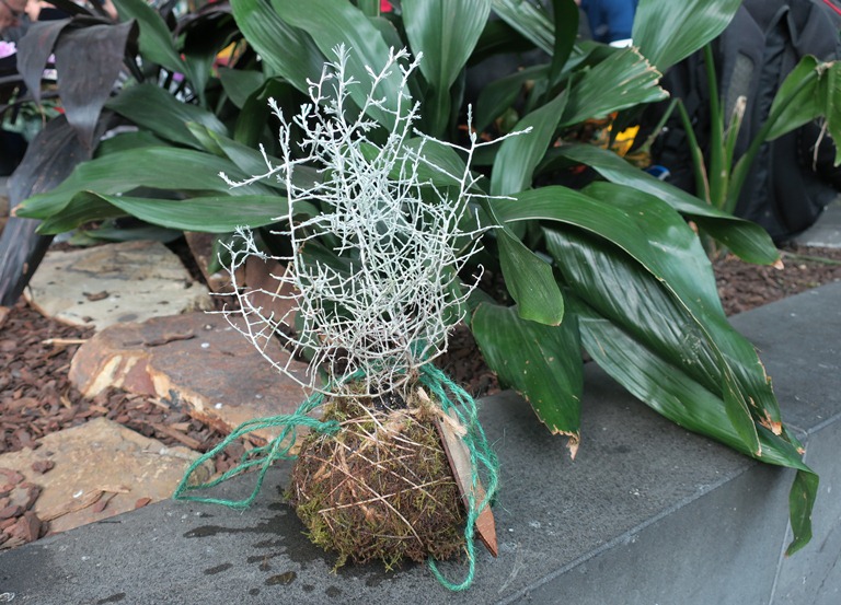 kokedama