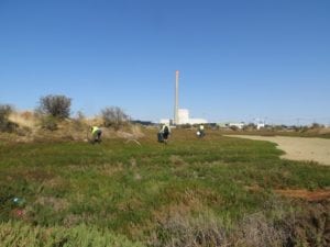 saltmarsh at Webb Dock