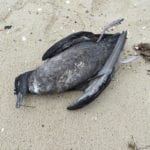 Short-tailed Shearwater