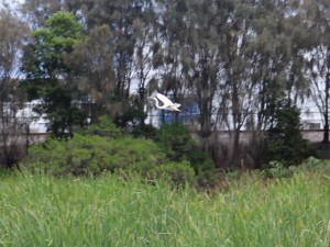 Eastern Great Egret