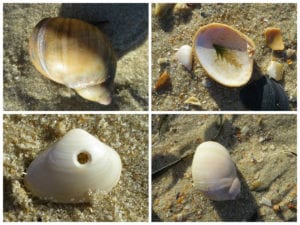 sea shell collage