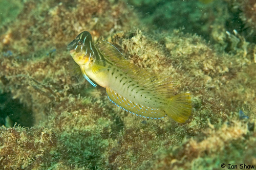 oyster blenny