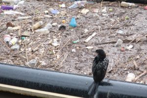 cormorant on a litter trap